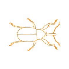 Animals Insects Boll Weevil Contour Svg Vector, Free Vectors File
